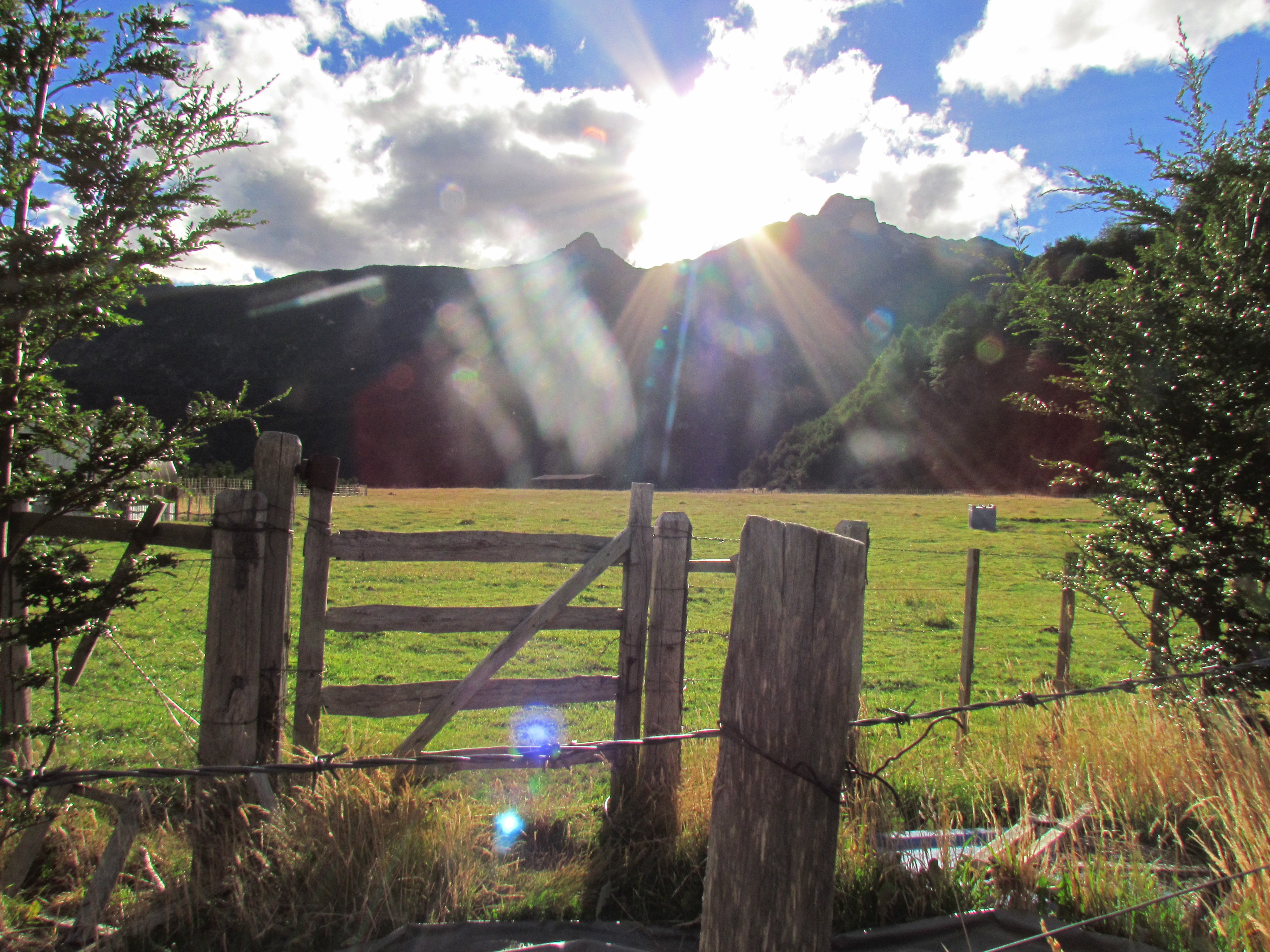 Cortinas de pino y coigüe en el Fundo La Pampita, Aysén